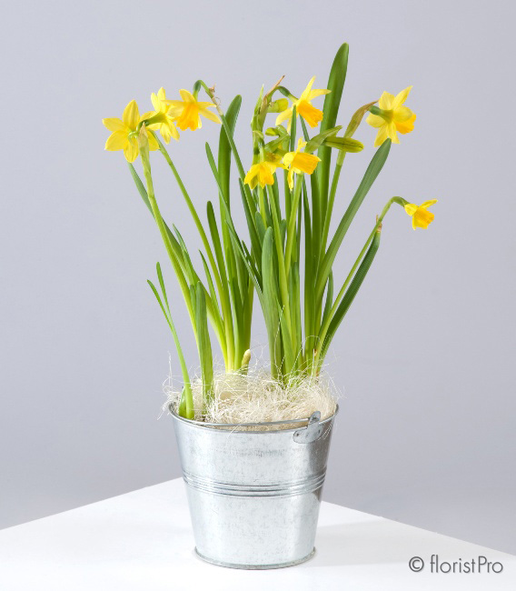 Daffodil Fields
