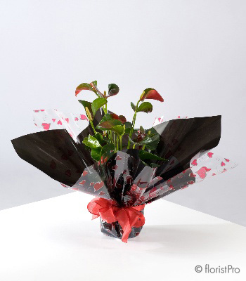 Anthurium Gift